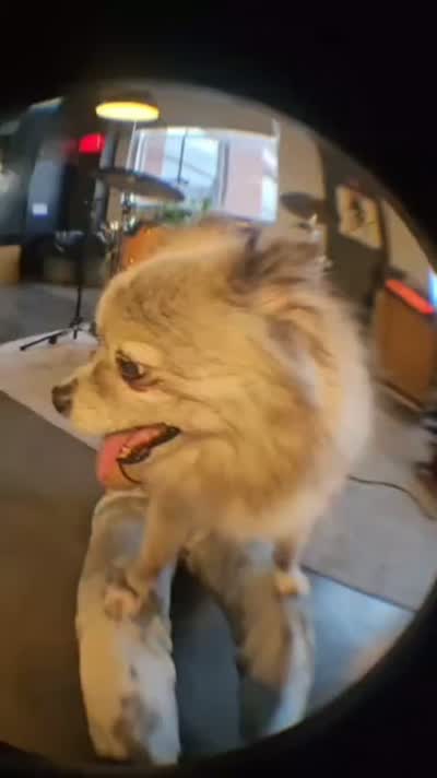 Dog days of summer are upon us. Come rock your fur off