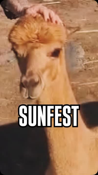 SUNFEST