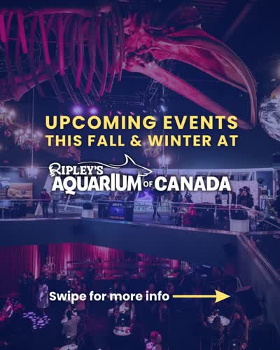 Make a SPLASH with our upcoming special events this fall and winter at Ripley’s Aquarium of Canada! 🦈