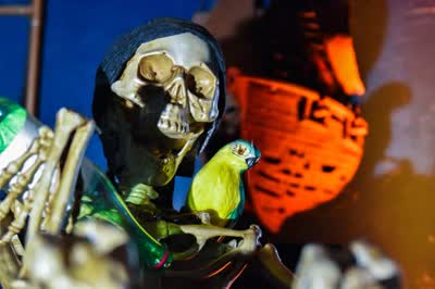 Dead Man’s Cove Pirate Party & Silent Disco