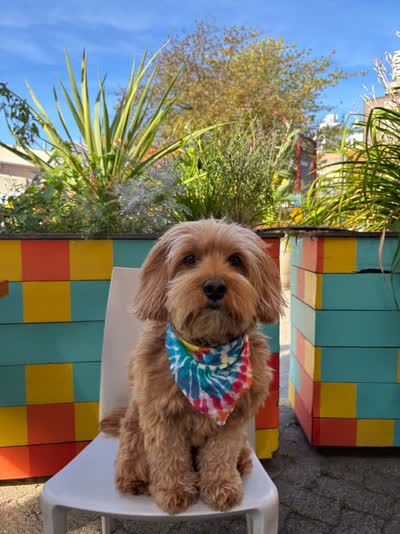 Official patio review from Neko: 10/10, would visit again 🐶
