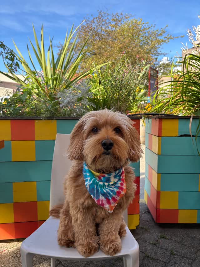 Official patio review from Neko: 10/10, would visit again 🐶