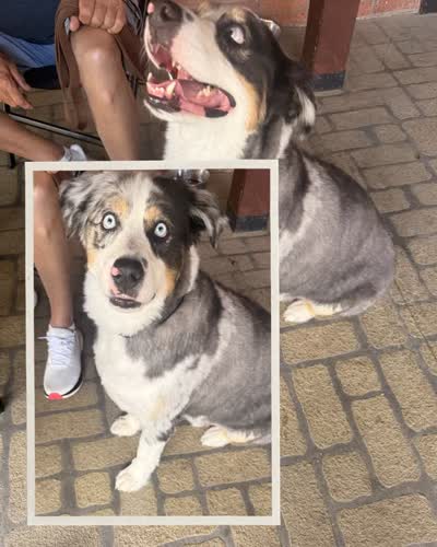Patio Pets