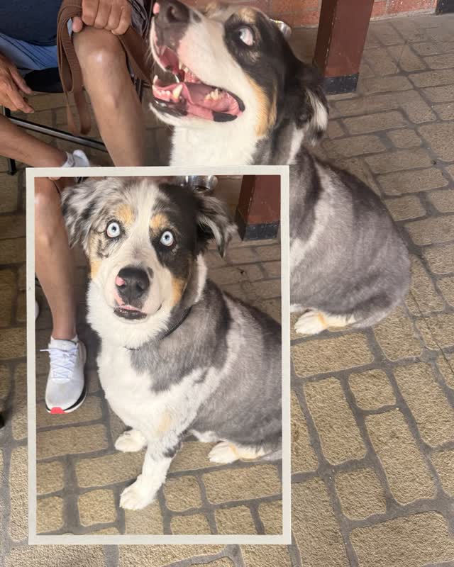 Patio Pets